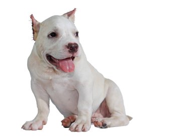 Beyaz pitbull köpeği beyaz arka planda izole edilmiş ve içinde kırpma yolu var.