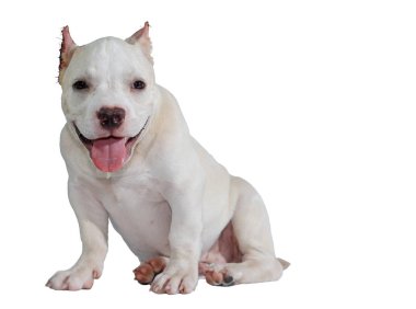 Beyaz pitbull köpeği beyaz arka planda izole edilmiş ve içinde kırpma yolu var.