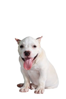 Beyaz pitbull köpeği beyaz arka planda izole edilmiş ve içinde kırpma yolu var.