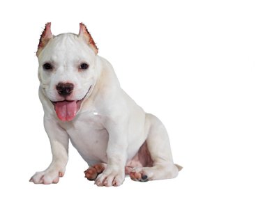 Beyaz pitbull köpeği beyaz arka planda izole edilmiş ve içinde kırpma yolu var.