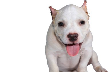 Beyaz pitbull köpeği beyaz arka planda izole edilmiş ve içinde kırpma yolu var.
