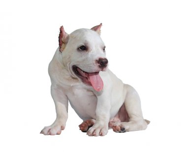 Beyaz pitbull köpeği beyaz arka planda izole edilmiş ve içinde kırpma yolu var.