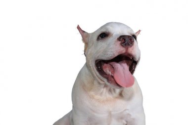 Beyaz pitbull köpeği beyaz arka planda izole edilmiş ve içinde kırpma yolu var.