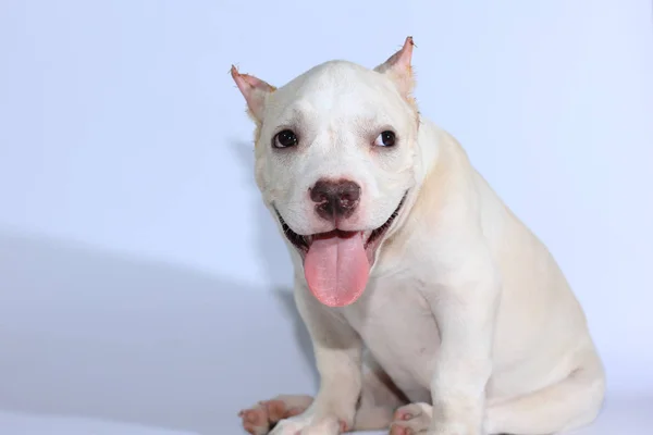 Mesi Pitbull Cane Sfondo Bianco — Foto Stock