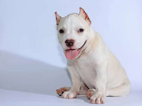 3 months pitbull dog on white background