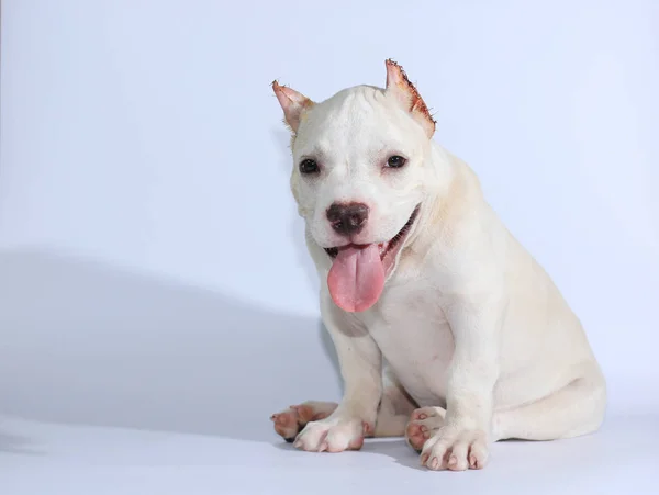 Meses Pitbull Cão Fundo Branco — Fotografia de Stock