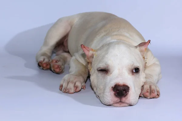 Months Pitbull Dog White Background — Stock Photo, Image