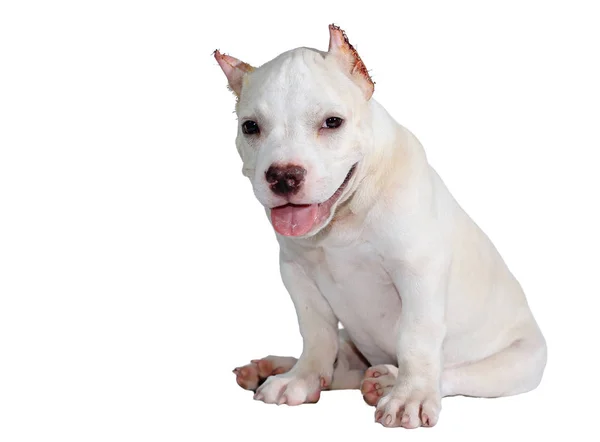 Witte Pitbull Hond Geïsoleerd Witte Achtergrond Met Clipping Pad Binnen — Stockfoto