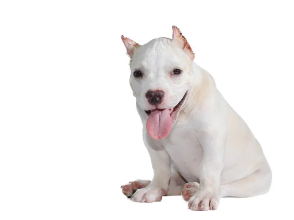 Beyaz Pitbull Köpeği Beyaz Arka Planda Izole Edilmiş Içinde Kırpma — Stok fotoğraf
