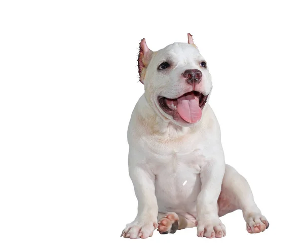 White Pitbull Dog Isolated White Background Clipping Path — Stock Photo, Image