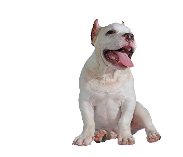 Branco Pitbull Cão Isolado Fundo Branco Com Recorte Caminho Para — Fotografia de Stock