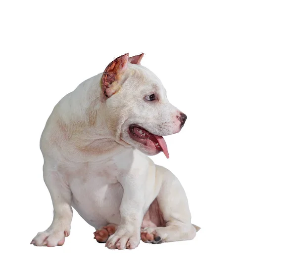 Branco Pitbull Cão Isolado Fundo Branco Com Recorte Caminho Para — Fotografia de Stock