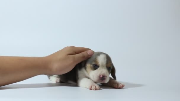 白い背景に3ヶ月ピットブル犬 — ストック動画