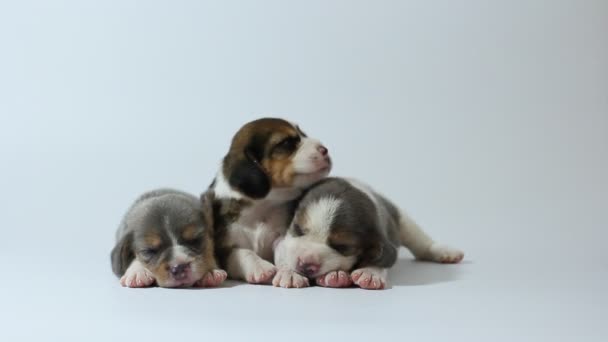 Plata Tri Color Beagle Cachorro Está Durmiendo Mirando Primera Vez — Vídeos de Stock