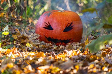 Şeytani bir ifadeyle oyulmuş bir balkabağı Cadılar Bayramı sezonu boyunca ağaçlık bir alanda renkli sonbahar yapraklarının arasında oturur..