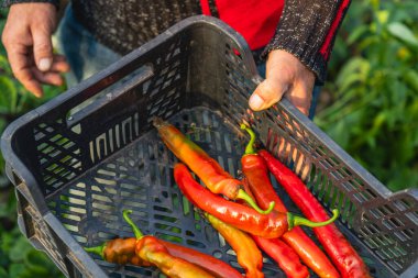 Hands hold a basket filled with vibrant red peppers, freshly picked from a thriving garden under warm afternoon sunlight, emphasizing the joy of gardening and harvest.