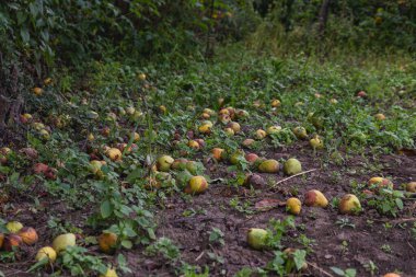 Apples lay scattered on the ground in a forest setting during early autumn, surrounded by green grass and trees. The scene captures nature's seasonal change.