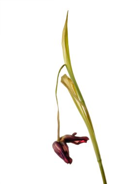 Solmuş çiçek beyaz arka planda izole ile wilted Burgundy Tulip.