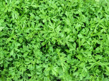 Su teresi salata yaprakları parlak dokulu arka plan.