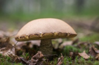 Büyük mantar boletus ormanın kenarında tek başına ayakta. Minimalizm. Seçici odak.