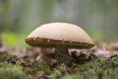 Orman Glade bir büyük boletus. Minimalizm. Seçici odak.