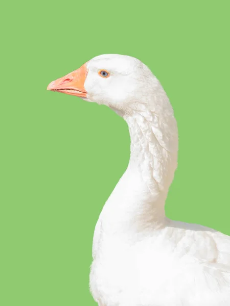 Large white goose isolated on light green background. — Stock Photo, Image
