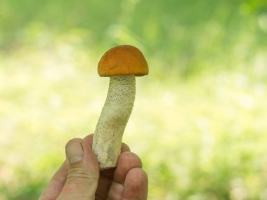 Bir orman Glade arka planda bir adamın sol elinde Aspen.