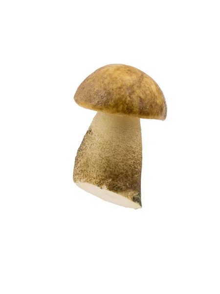 Forest white mushroom isolated on white background. — Stock Photo, Image