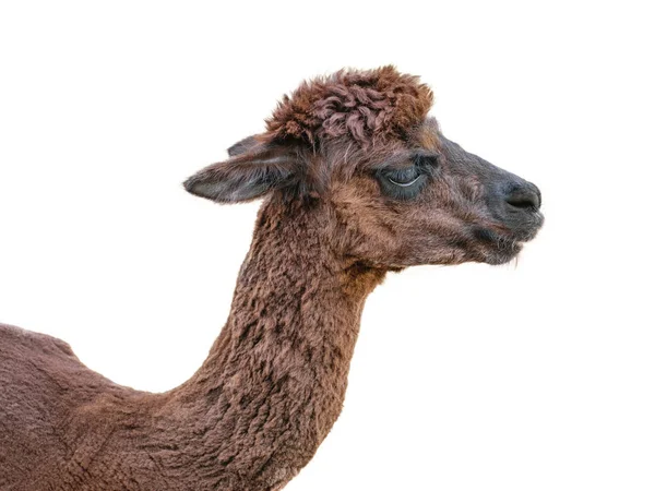 Alpaca com cabelos castanhos grossos isolados sobre fundo branco . — Fotografia de Stock