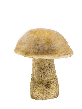 Beyaz arka planda izole yaprak döken ormandan beyaz mantar.