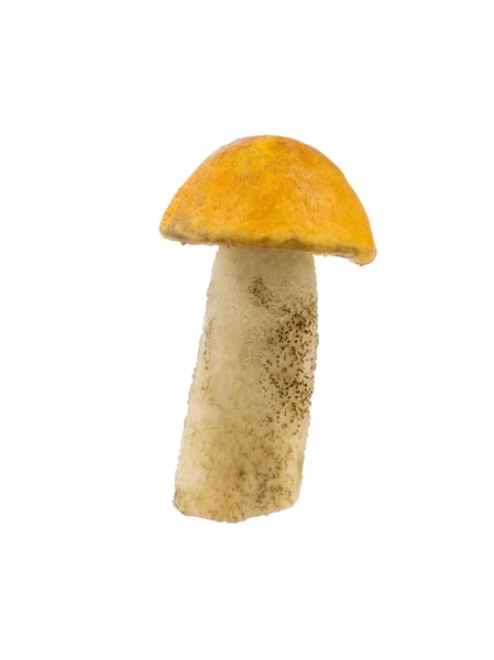 Beautiful forest mushroom aspen isolated on white background. — Stock Photo, Image