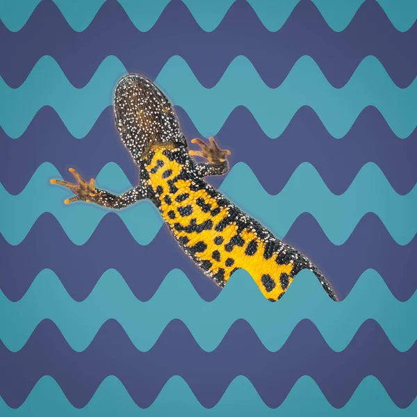 Ящерица с желтым животом плавает в волнах океана. Коллаж современного искусства. Минимализм . — стоковое фото