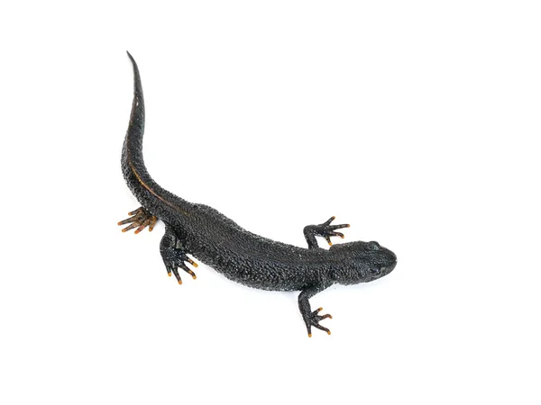 Lézard Triton noir avec patte rentrée isolée sur fond blanc. La vue du haut . — Photo