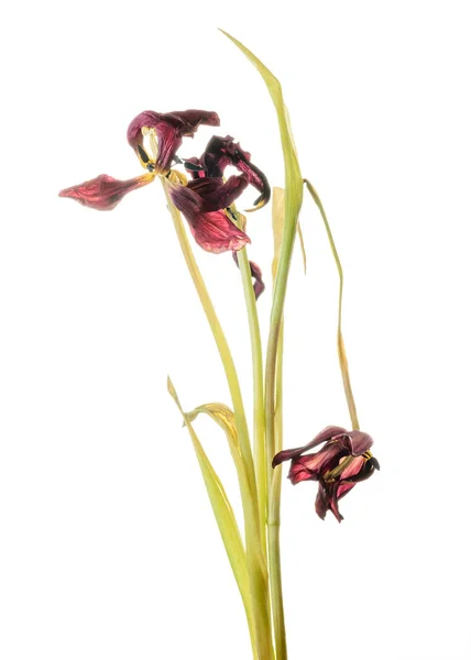 Wilted Lily flowers with flown petals isolated on white background.