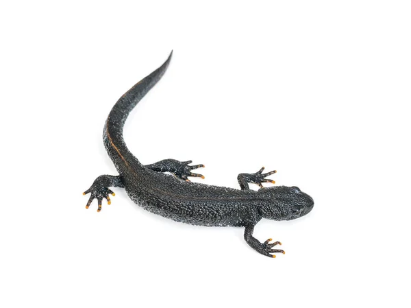 Elegant black lizard Triton isolated on white background. — Stock Photo, Image