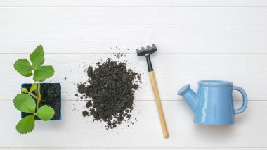 Toprak, tırmık, sulama tenekesi ve beyaz ahşap arka planda bitki..