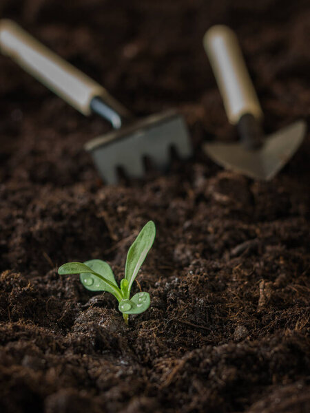 Dew drops on a young plant and garden tools on the ground.