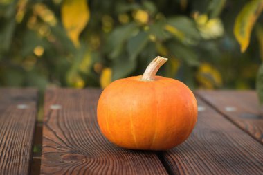 Ağaç yapraklarının arka planında, tahta bir masada olgun bir balkabağı..