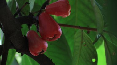 Olgun kırmızı su elmasının (Syzygium aqueum) doğal güneş ışığı altında yemyeşil yapraklarla çevrili su damlacıklarıyla dolu bir ağaç dalına asılıdır.