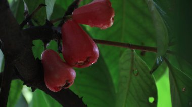 Olgun kırmızı su elmasının (Syzygium aqueum) doğal güneş ışığı altında yemyeşil yapraklarla çevrili su damlacıklarıyla dolu bir ağaç dalına asılıdır.