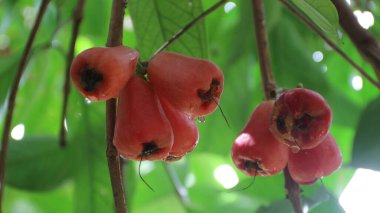 Olgun kırmızı su elmasının (Syzygium aqueum) doğal güneş ışığı altında yemyeşil yapraklarla çevrili su damlacıklarıyla dolu bir ağaç dalına asılıdır.