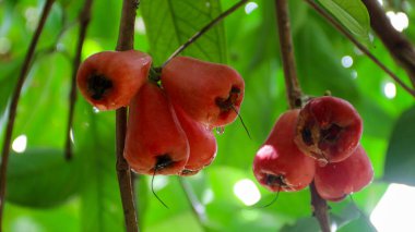 Olgun kırmızı su elmasının (Syzygium aqueum) doğal güneş ışığı altında yemyeşil yapraklarla çevrili su damlacıklarıyla dolu bir ağaç dalına asılıdır.