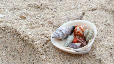 Masada salyangoz ve deniz kabukları var.