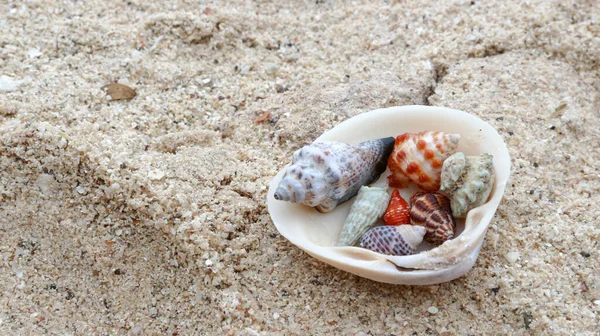 Masada salyangoz ve deniz kabukları var.