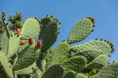 Tropikal dikenli armut bitki, opuntia kaktüs veya barbarin incir