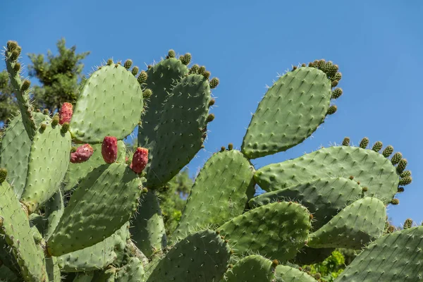 热带刺梨植物，opuntia仙人掌或巴巴里无花果 — 图库照片#