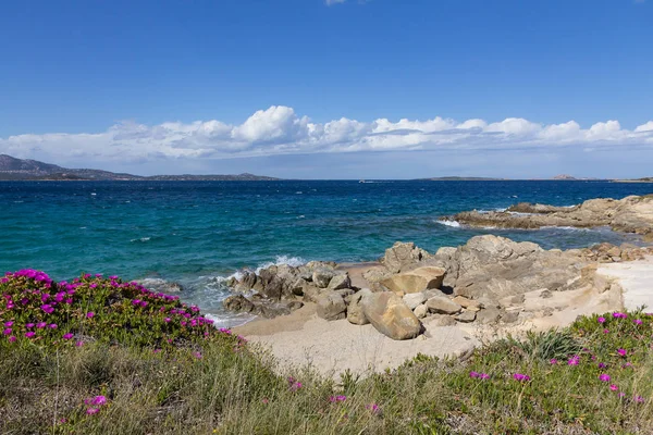 Seascape Krásnou Tyrkysovou Vodou Fialovými Květy Pobřeží Pláž Ostrově Sardinie — Stock fotografie
