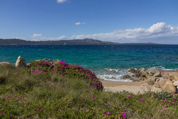 Deniz Kenarında Güzel Turkuaz Suyu Mor Çiçekleri Olan Deniz Pelerini — Stok fotoğraf