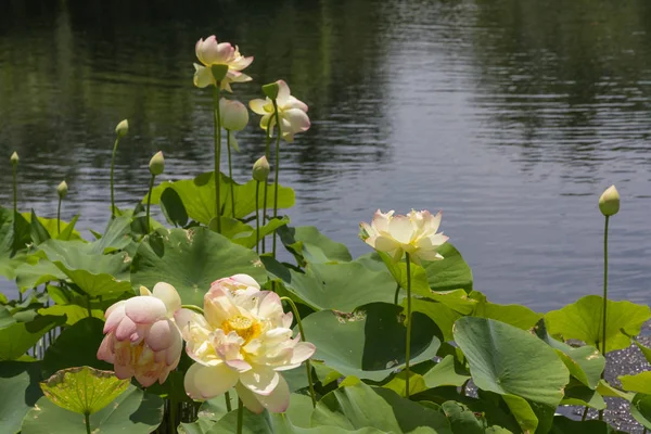 Lewis Ginter Botanical Garden, Richmond, Virginia, EE.UU. — Foto de Stock