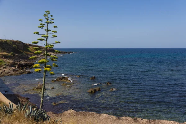 Mořské pobřeží v sardinském městě Alghero — Stock fotografie